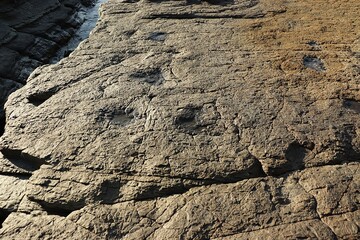 Dinosaur Footprints Sequence on Rock Surface