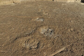Dinosaur Footprints Sequence on Rock Surface