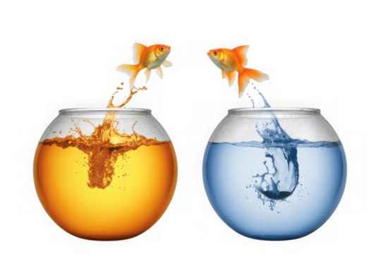 Goldfish jumping between fishbowls