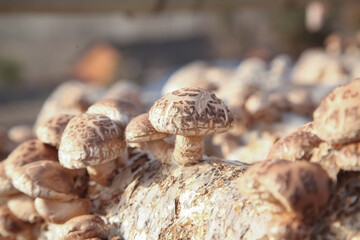 Fresh Shiitake Mushrooms Growing on Cultivation Base in Commercial Greenhouse Farm