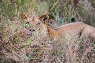 Lioness Resting and Watching from the Tall Savannah Grass, Serengeti, Tanzania