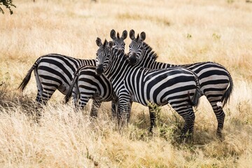 Stripe Quartet: Zebras Huddling in the Dry Savanna Grass
