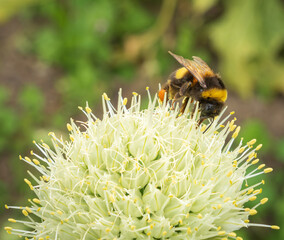 bumblebee on a flower
