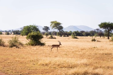 Solitary Impala on the Arid Savanna, Serengeti, Tanzania