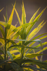  Field plants on a sunny day in June. Blurred background, close-up.