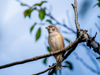 枝にとまるスズメ