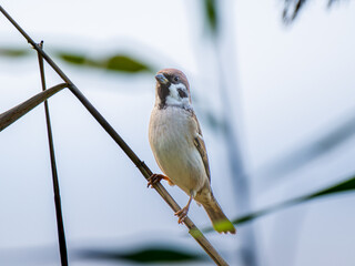 枝にとまるスズメ