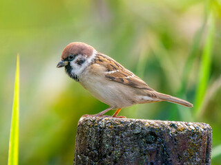 石にとまるスズメ