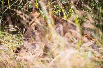 Hidden Hunter: Lioness Camouflaged in the Tall Grass