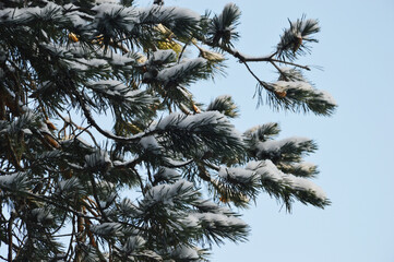 Obraz premium Evergreen spruce branches covered with snow. Natural winter Christmas background.