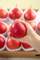 Fresh Red Pear in Hand - Premium Imported Fruit Production from New Zealand