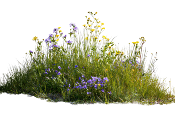 Wildflowers in grass, purple and yellow blooms