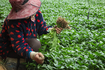 Worker Harvesting Green Seedlings in Commercial Greenhouse Agriculture Operation