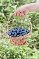 Fresh Blueberries in Wicker Basket Held by Hand in Garden Setting