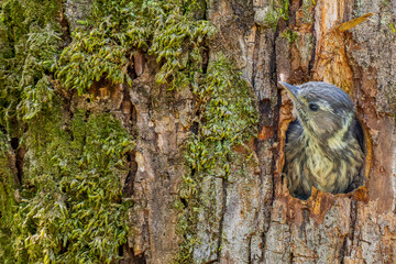 巣穴から顔をだすコゲラ