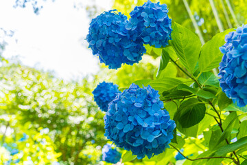 日本の鎌倉にある長谷寺で見られる鮮やかな紫陽花の花