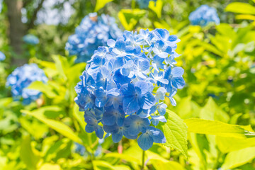 日本の鎌倉にある長谷寺で見られる鮮やかな紫陽花の花