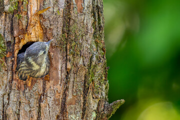 巣穴から顔をだすコゲラ