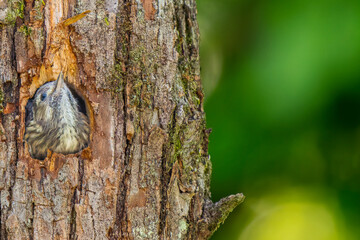 巣穴から顔をだすコゲラ