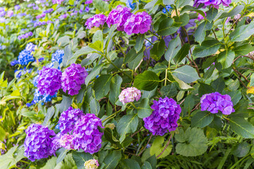 日本の鎌倉にある長谷寺で見られる鮮やかな紫陽花の花