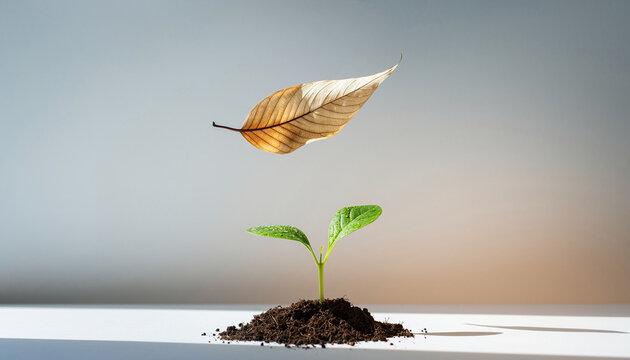 Young plant growing in soil with dry leaf floating above, symbolizing time shift and symbolism of renewal and change in nature