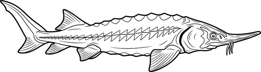 Detailed line art illustration of a sturgeon fish, side profile view, black and white vector graphic, aquatic life, marine biology, educational diagram, wildlife sketch, ocean creature