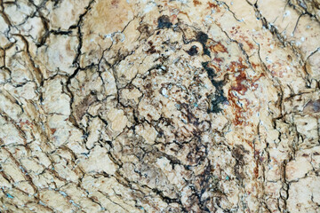 Close up shot reveals rough dry cracking natural tree bark texture