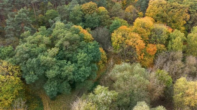 Aerial autumn forest farm north Poland overhead 4K. Forests with rural farm agriculture farm landscape. Historic and economic basis of eastern Europe. Autumn fall colors. Rich agricultural heritage.