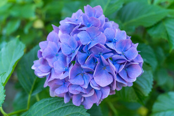 日本の鎌倉にある長谷寺で見られる鮮やかな紫陽花の花