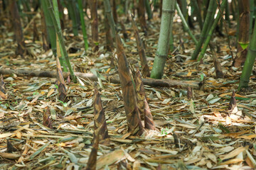 Fresh Bamboo Shoots Growing Through Forest Floor in Natural Spring Environment