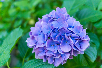 日本の鎌倉にある長谷寺で見られる鮮やかな紫陽花の花