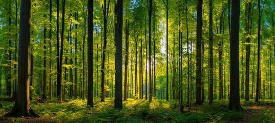 Obraz premium Sunlight filters through a dense forest, illuminating tall, green trees and undergrowth with long shadows