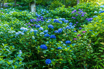 日本の鎌倉にある長谷寺で見られる鮮やかな紫陽花の花