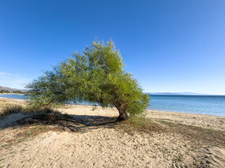 A solitary tamarisk tree stands upon the quiet sandy beach under a clear blue sky, featuring calm sea waters and distant mountains visible within the bright midday sunlight