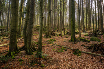 Eindrucksvolles Waldgebiet mit hohen Bäumen, Moos und herabgefallenen Blättern im Herbst