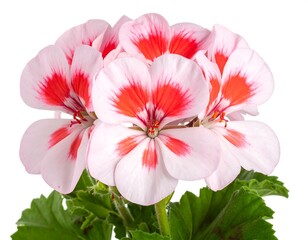 Blooming geranium white petals with vibrant red centers cluster among green leaves