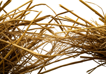 Extreme macro of dry golden-brown hay bundle pulled apart, strands snapping, revealing fibrous interiors, on transparent background with raking studio light. Concept of organic destruction