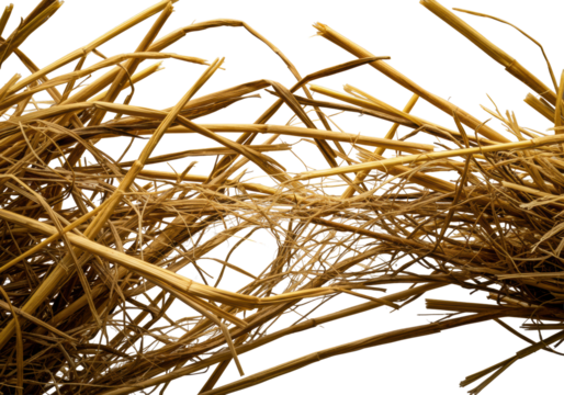 Extreme macro of dry golden-brown hay bundle pulled apart, strands snapping, revealing fibrous interiors, on transparent background with raking studio light. Concept of organic destruction