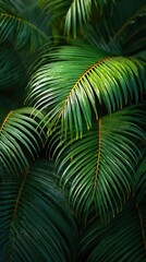 Closeup of Vibrant Green Cycas Revoluta Palm Fronds