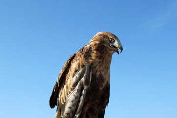 A Red tailed hawk. Animal background.