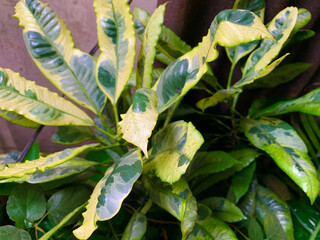 Green and yellow green leaves of a plant full frame background