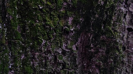 Old green lichen and moss texture on natural forest tree bark surface detail.
