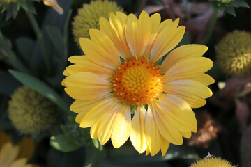 beautiful yellow flower in the garden