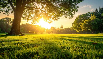 Golden Hour Sunlight Streams Through Lush Green Park Trees Creating Dramatic Lens Flares and Long Shadows on a Verdant Grassy Field at Sunset