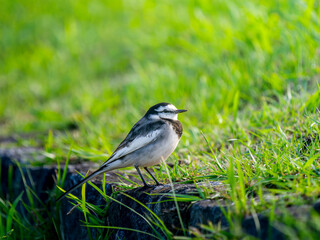 Fototapeta premium ハクセキレイ