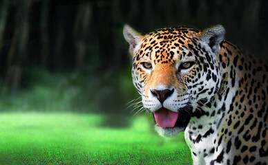 The Majestic Jaguar Roaming in its Lush Green Habitat