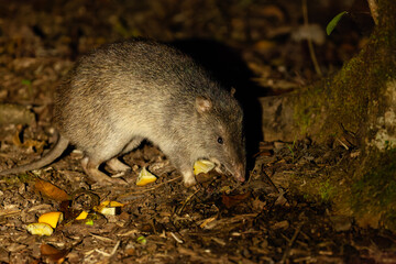 Wild lebender Nasenbeutler bei Nacht im tropischen Buschland Queensland Australien
