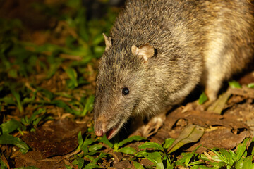Wild lebender Nasenbeutler bei Nacht im tropischen Buschland Queensland Australien