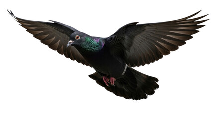 Obraz premium Pigeon Bird with Spread Wings in Flight cutout isolated transparent bg png