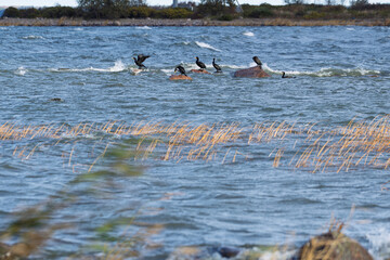 Group of Black Cormorant Birds Standing on Rocks in Coastal Ocean Water. Wildlife Scene with Seabirds Perched on Stones in a Natural Marine Habitat by Shore